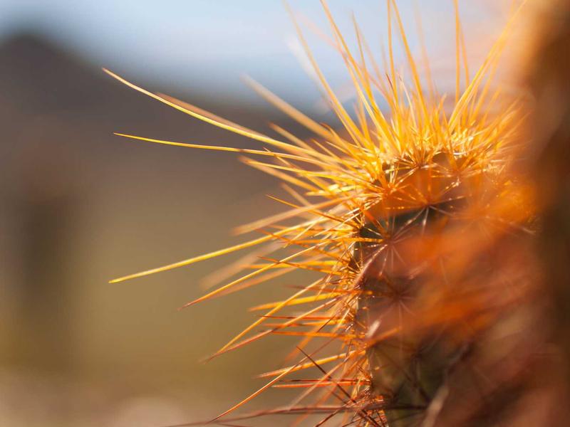 Equipo Izvari Zsasub Ex